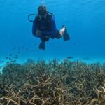 Discover Scuba Diving in Diver's Paradise! - Authentic Experiences and Real Reviews