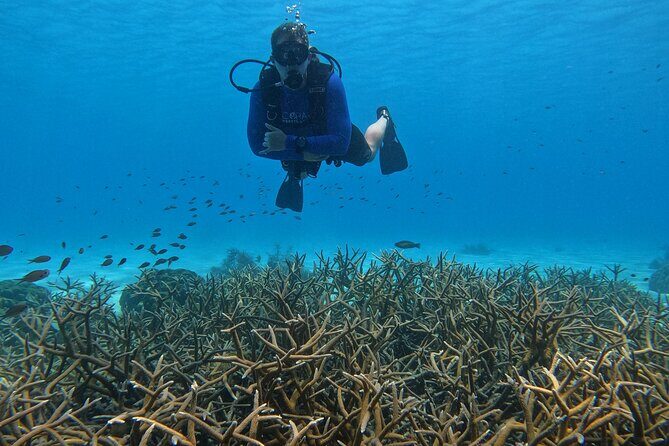 Discover Scuba Diving in Diver's Paradise! - Authentic Experiences and Real Reviews