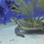 Discover Scuba Diving in Montego Bay - Who Should Consider This Experience?