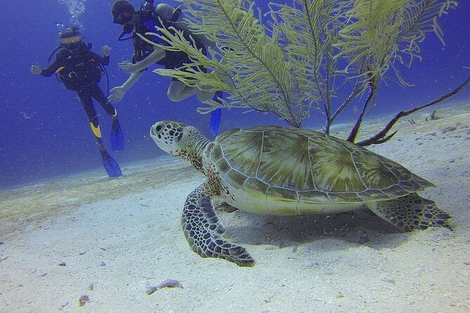 Discover Scuba Diving in Montego Bay - Who Should Consider This Experience?