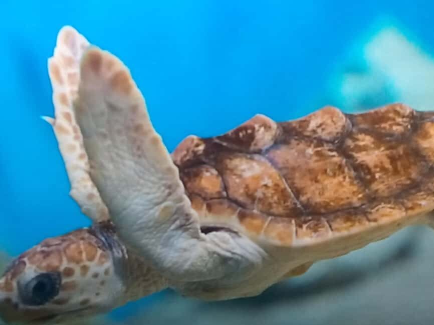 Discover Scuba Diving Lesson Montego Bay Learn to Scuba - What to Expect from the Tour