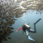 Discover Scuba Diving SSI Mini Course Tamarindo - The Details of the Experience