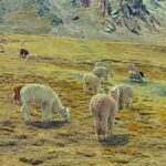 Discover the Rainbow mountain and Red Valley on a Day Tour - A Deep Dive into the Experience