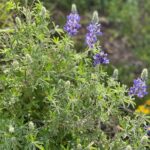 Discover the secrets of Andean nature in Pisac - An in-depth look at the Pisac medicinal plant tour