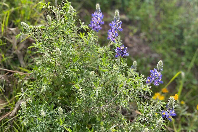 Discover the secrets of Andean nature in Pisac - An in-depth look at the Pisac medicinal plant tour