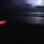 Discover the Wonder of the Nesting of Sea Turtles in Tortuguero - Summary: Why Choose This Turtle Nesting Tour?