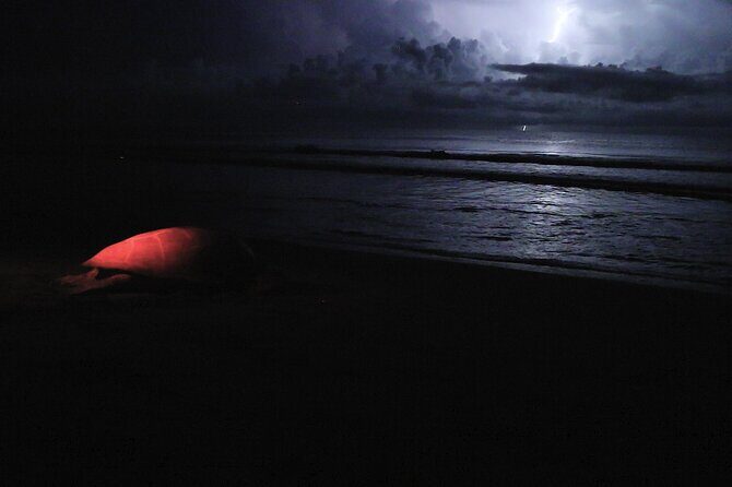 Discover the Wonder of the Nesting of Sea Turtles in Tortuguero - Summary: Why Choose This Turtle Nesting Tour?