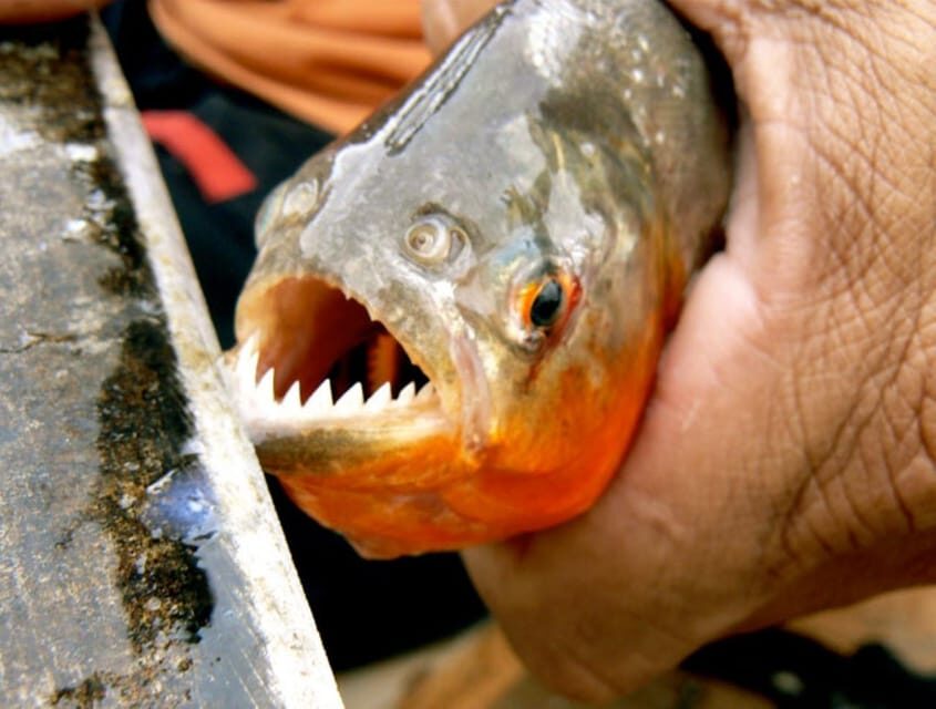 Discovering the Pacaya Samiria Reserve from Iquitos - Practical Aspects of the Tour