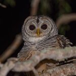 Discovering wildlife of the Chaco - An In-Depth Look at the Discovering Wildlife of the Chaco Tour