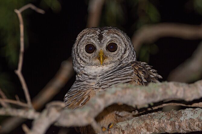 Discovering wildlife of the Chaco - An In-Depth Look at the Discovering Wildlife of the Chaco Tour
