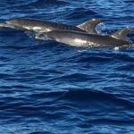 Discovery of dolphins on the Caribbean coast - A Deep Dive Into the Experience