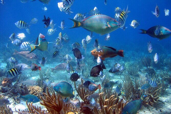 Dive Boat Tour on Catalina Bayahibe Island - Final Thoughts on Value and Experience
