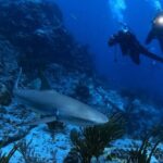 DiveCarib - An Eco-Friendly Certified Diver Trip in Antigua - Why DiveCarib in Antigua Stands Out