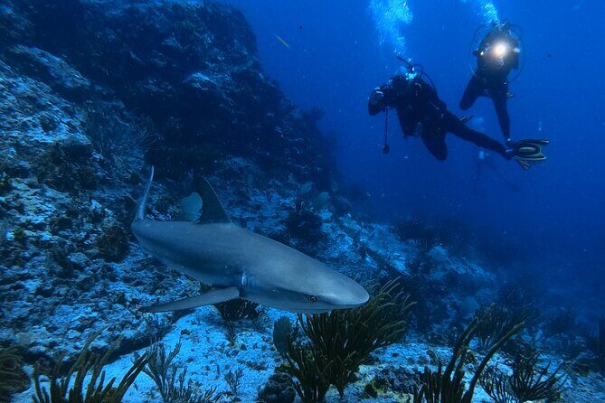 DiveCarib - An Eco-Friendly Certified Diver Trip in Antigua - Why DiveCarib in Antigua Stands Out