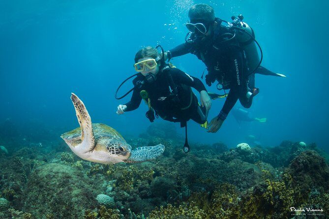 Diving for Beginners and Accredited - Búzios RJ - Who Should Consider This Tour?