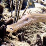 Diving for Certified Divers, 2 Tanks Sosúa Bay - Who Will Love This?