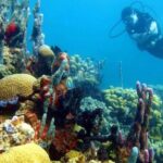 Diving in Playa Blanca Barú with Lunch - Cartagena Colombia - FAQ