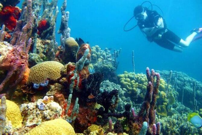 Diving in Playa Blanca Barú with Lunch - Cartagena Colombia - FAQ
