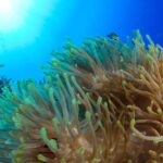 Diving Santa Marta & Tayrona for Certified Divers (2 tanks) - Authentic Experiences & Honest Feedback