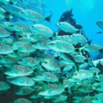 Diving tour in Isla del Caño for certified divers - Why This Tour Offers Great Value