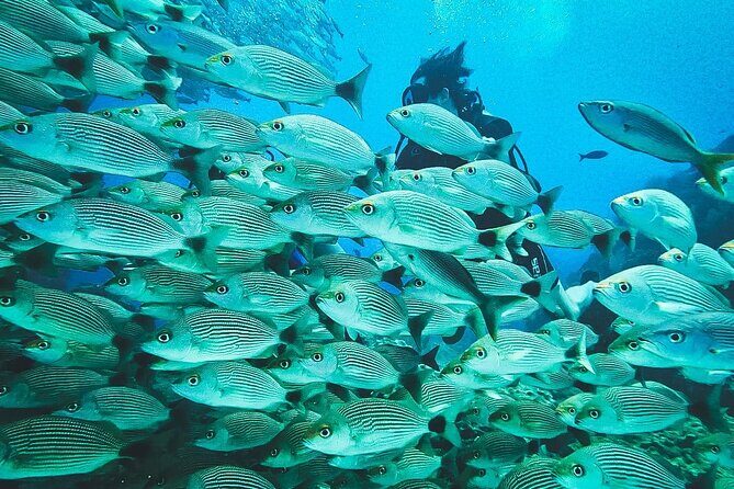 Diving tour in Isla del Caño for certified divers - Why This Tour Offers Great Value