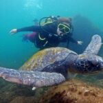 Diving with Turtles in Floripa - The Value of This Adventure