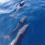 Dolphin and Snorkeling Trip with Costa Rican Companies - Final Thoughts