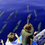 Dolphin and Whale Watching Tour in Drake Bay as seen on National Geographic - The Real Value: What You’re Paying For