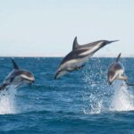 Dolphin Watching Adventure - Practical Details and What to Expect