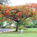 Dominica: Safari Scenic Tour with Karaoke - Exploring Dominica’s Natural and Cultural Highlights