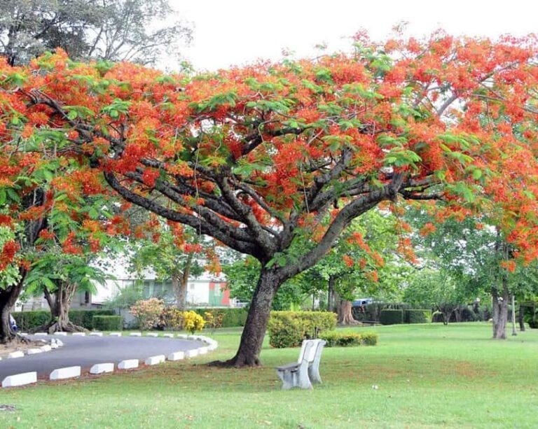 Dominica: Safari Scenic Tour with Karaoke - Exploring Dominica’s Natural and Cultural Highlights