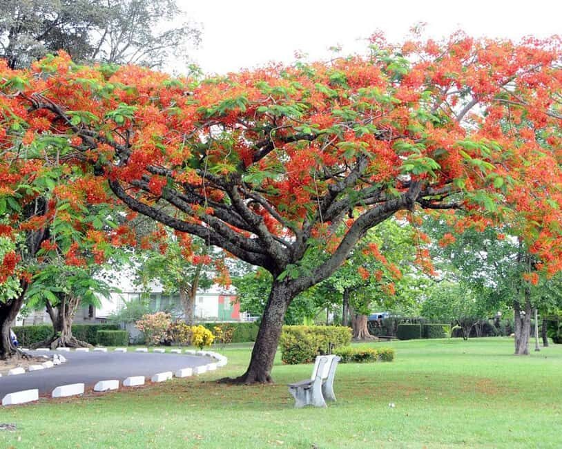 Dominica: Safari Scenic Tour with Karaoke - Exploring Dominica’s Natural and Cultural Highlights