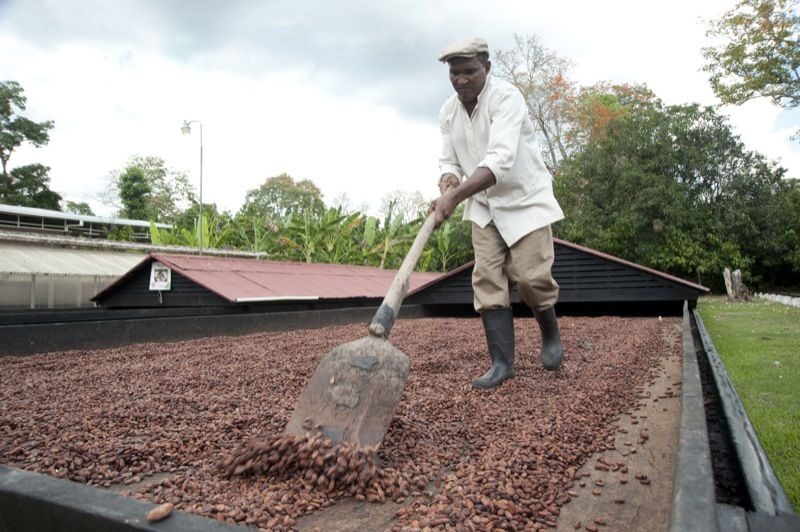 Dominican Republic Cacao Plantation Tour - Why This Tour Delivers Real Value