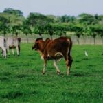 Dominican Republic Cultural Country Safari Tour from Punta Cana - Final Thoughts: Who Will Love This Tour?