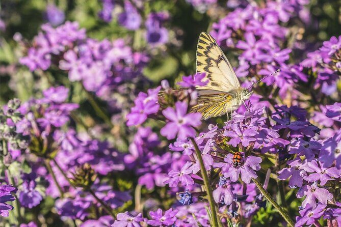 Don Melchor Premium Wine tour - Practical Details and What You Should Know