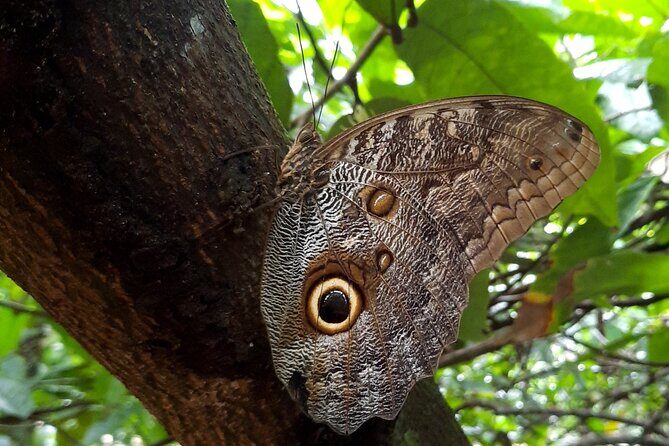 Don Olivo Chocolate Tour - In-Depth Look at the Experience