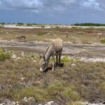 Donkey Sanctuary Tour with a Local Guide - What Travelers Love (Based on Reviews)