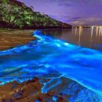 Dunns River Falls and Luminous Lagoon Private Tour - FAQs