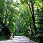 Dunn's River Falls and OchoRios Highlight View Scenic Fern Gully - FAQ