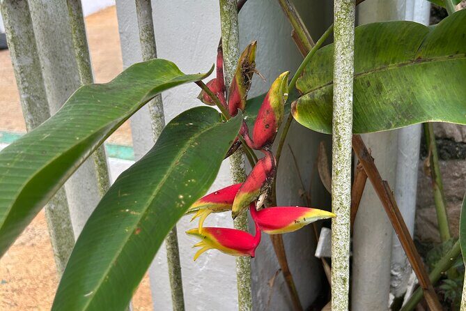 Dunns River Falls Mahogany Beach and Hilltop Lookout Tour - The Sum Up: Who Should Take This Tour?