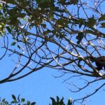 E-MTB Las Pilas Waterfall Tour - A Closer Look at the E-MTB Las Pilas Waterfall Tour