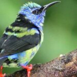 Early Bird Watching Tour - An In-Depth Look at the Tour in La Fortuna
