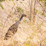Early Bird Watching Tour - Guanacaste - Who Will Love This Tour?