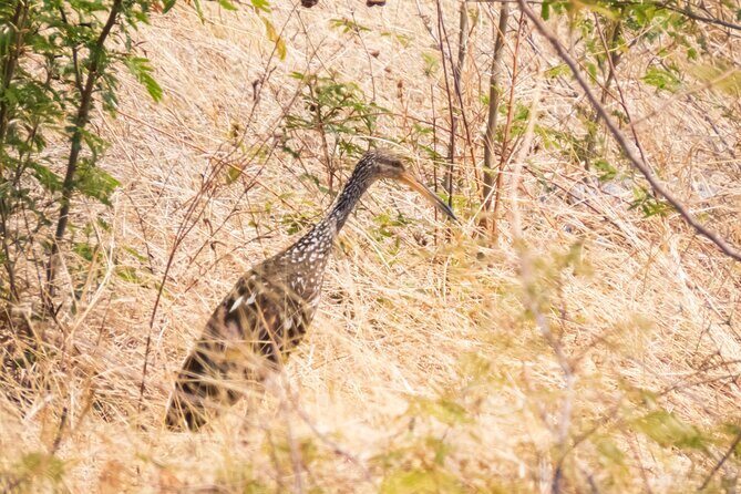 Early Bird Watching Tour - Guanacaste - Who Will Love This Tour?