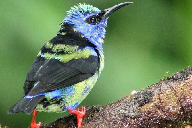 Early Bird Watching Tour - An In-Depth Look at the Tour in La Fortuna