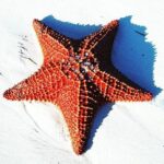 East End Private Day Trip Experience Tour - Authentic Experiences and Real Traveler Insights