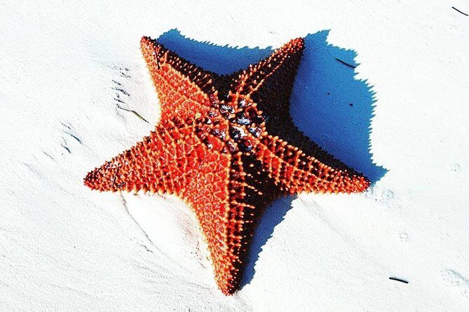 East End Private Day Trip Experience Tour - Authentic Experiences and Real Traveler Insights