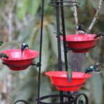 Easy Birdwatching in Cali Colombia (4 Hours) - Frequently Asked Questions