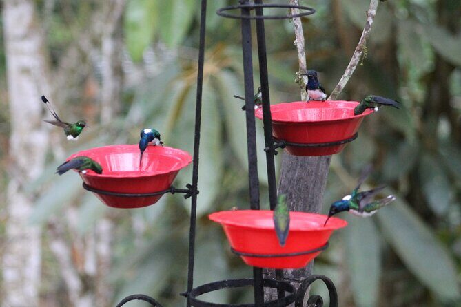 Easy Birdwatching in Cali Colombia (4 Hours) - Frequently Asked Questions