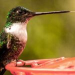 Easy Walk to Finca La Montaña and Short Tour in Salento - Exploring the Journey: From Salento to Finca La Montaña